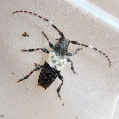 Pogonocherus hispidulus