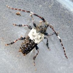Pogonocherus hispidulus