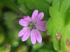Geranium molle