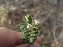 Euphorbia capitellata
