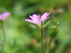 Geranium molle