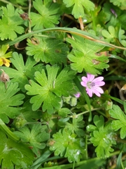 Geranium molle
