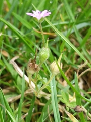 Geranium molle