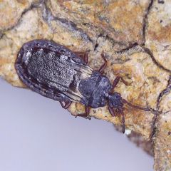 Aneurus avenius