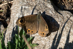 Lasiommata petropolitana