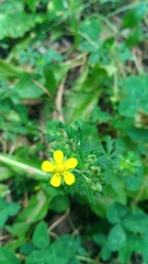 Potentilla argentea