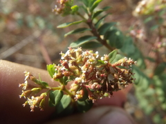 Euphorbia capitellata