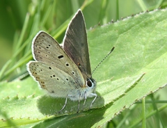 Lycaena tityrus subalpina