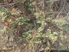 Euphorbia capitellata