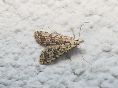Alucita cancellata
