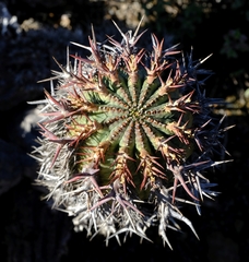 Euphorbia stellispina