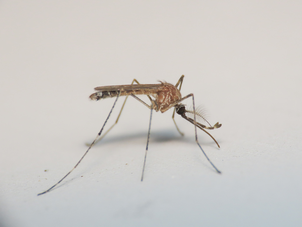 Culiseta longiareolata