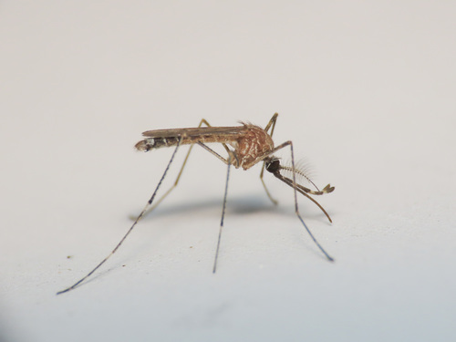 Moustique du froid allongé espagnol