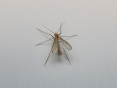 Phlebotominae