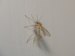 Phlebotominae
