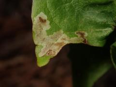 Liriomyza taraxaci