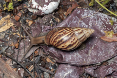 Lissachatina fulica