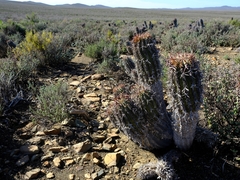 Euphorbia stellispina