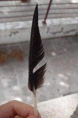 Ciconia ciconia