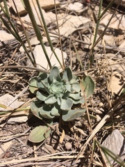 Physaria bellii