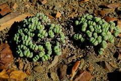 Antimima pumila