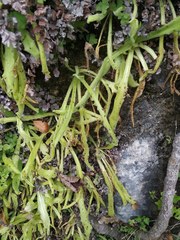 Pinguicula longifolia