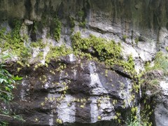 Pinguicula longifolia