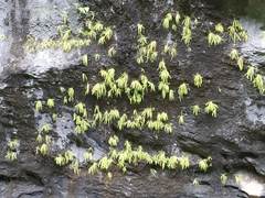 Pinguicula longifolia