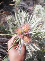Leucospermum parile