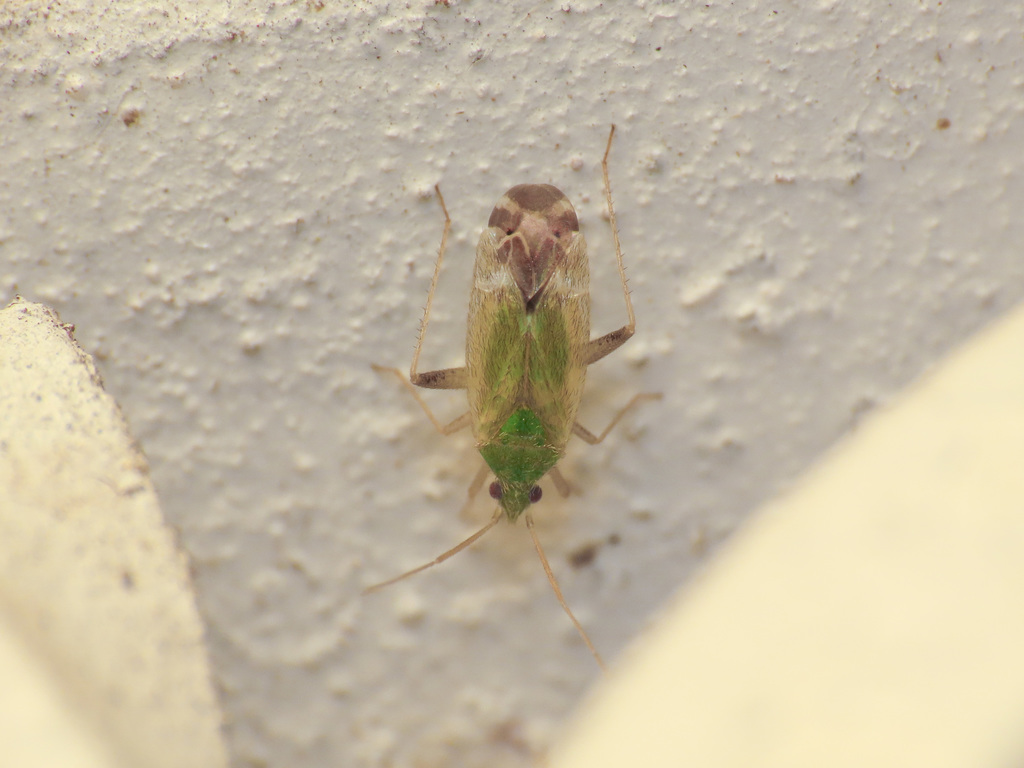Macrotylus horvathi