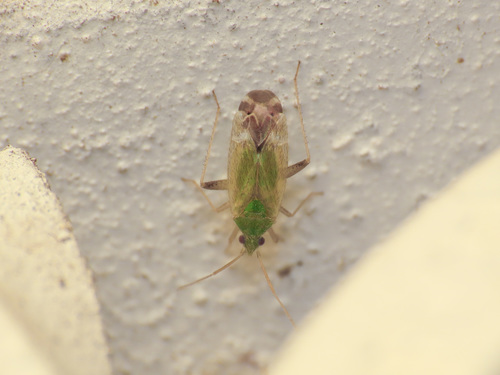 Macrotylus horvathi