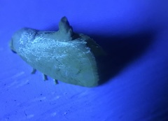 Tortricidia testacea