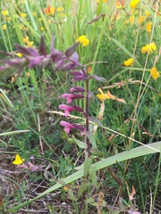 Odontites vulgaris