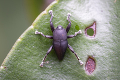 Trigonopterus