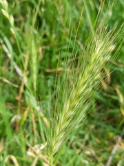 Hordeum murinum