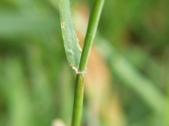Hordeum murinum