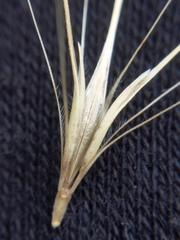 Hordeum murinum