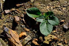 Pelargonium nervifolium