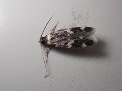 Oegoconia deauratella