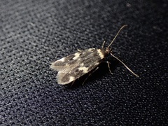 Oegoconia deauratella