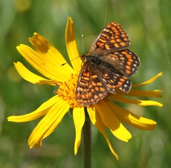 Euphydryas intermedia