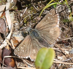 Pyrgus serratulae