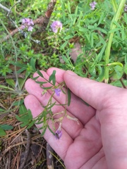 Astragalus arenarius