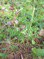 Astragalus arenarius