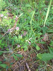 Astragalus arenarius