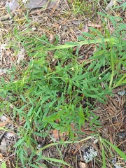 Astragalus arenarius