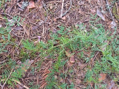Astragalus arenarius