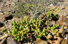 Mesembryanthemum nitidum