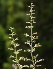 Scrophularia juratensis