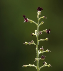 Scrophularia juratensis